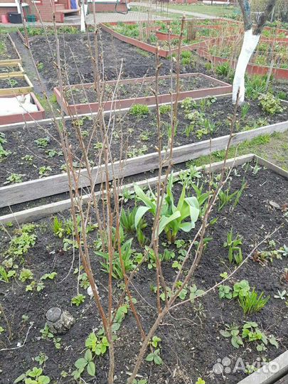 Вишня Шоколадница Владимирская