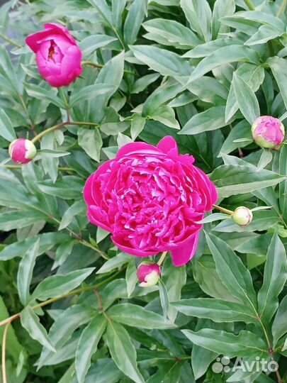 Пионы на срезку