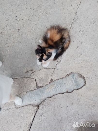 Котята в добрые руки бесплатно девочки