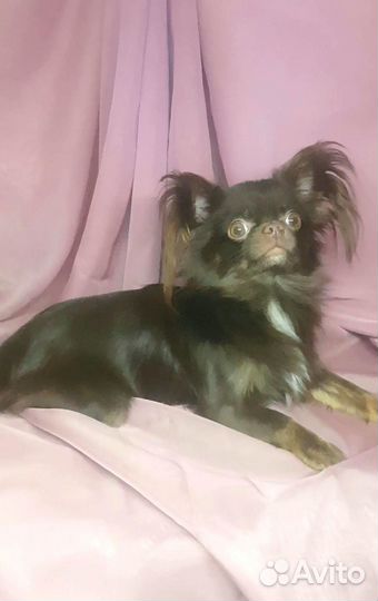 Мальчик чихуахуа