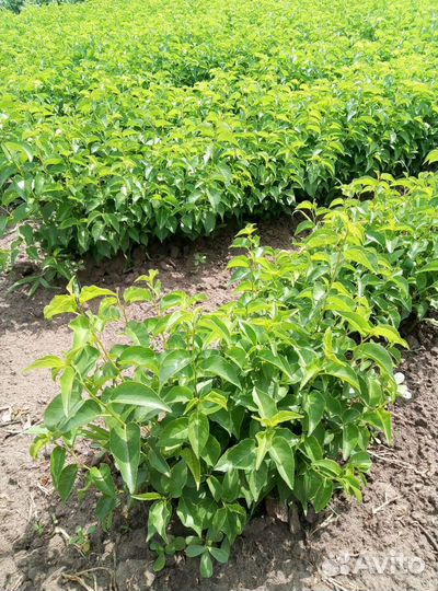 Подвой Антипка (Маголепка)