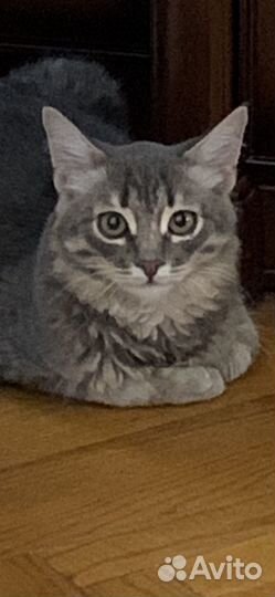 Отдам котика в добрые руки