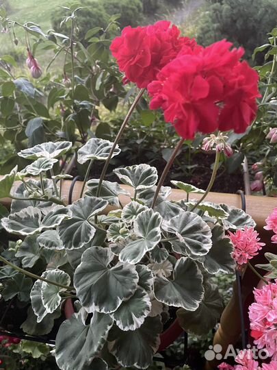 Пеларгонии сортовые