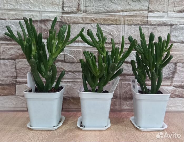 Крассула хоббит