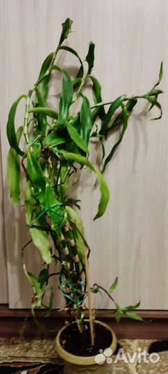 Золотой ус, Каллизия душистая