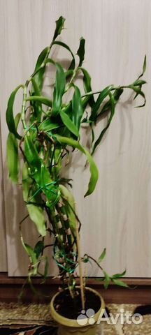 Золотой ус, Каллизия душистая