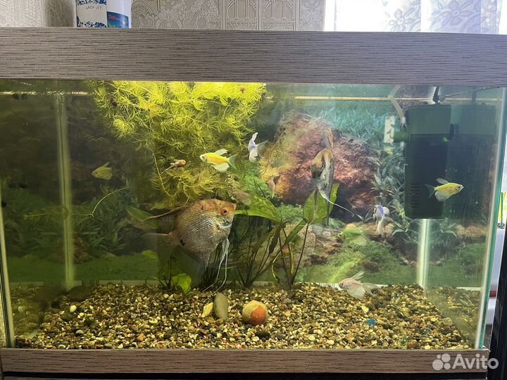 Аквариум с рыбками