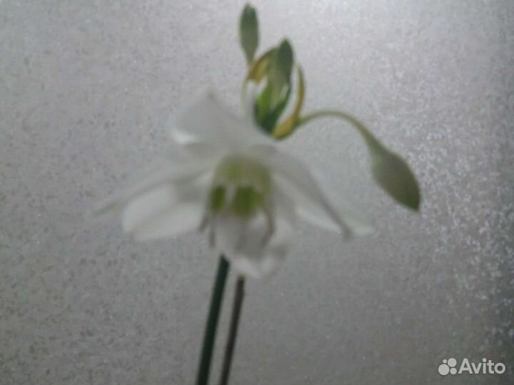 Эухарис амазонская лилия