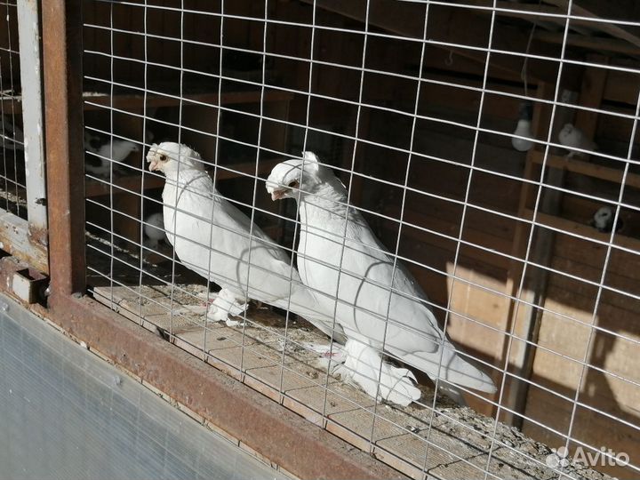 Голуби узбекские бойные
