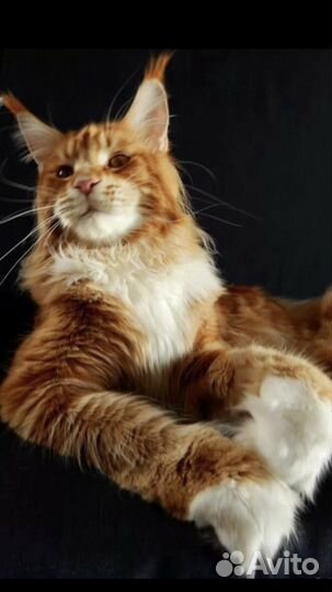 Мейн кун - вязка и котята