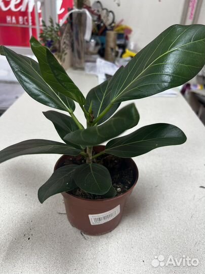 Фикус бенгальский одри