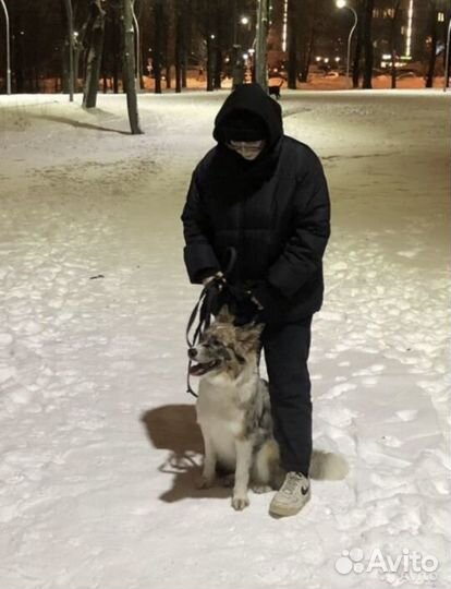 Выгул/ няня для собак