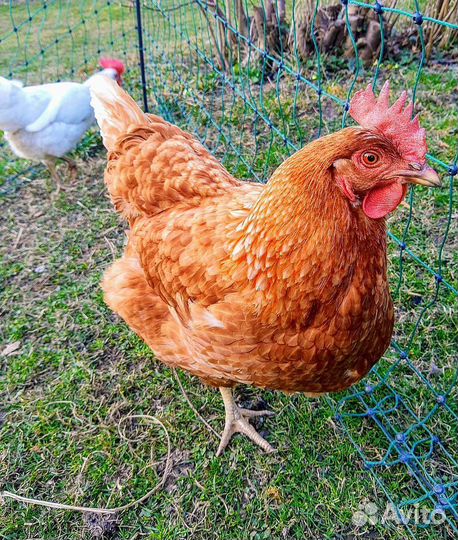 Куры несушки