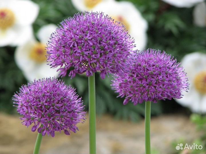 Лук Суворова (Аллиум) Луковицы на посадку