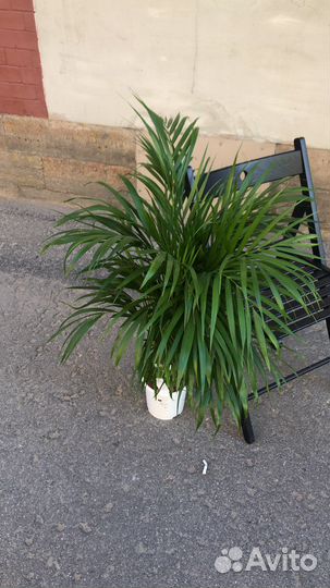 Пальма Арека