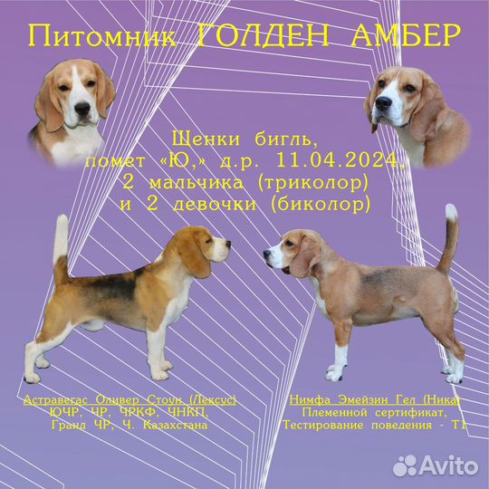 Щенки породы бигль