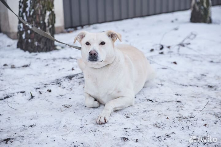 В добрые руки хорошая собака Милка