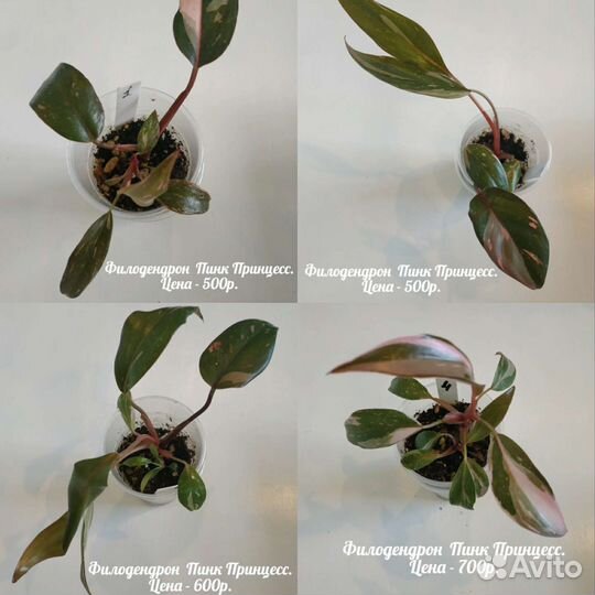 Филодендрон. Монстера. Сингониум.Аглаонема