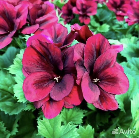 Пеларгония герань сортовая