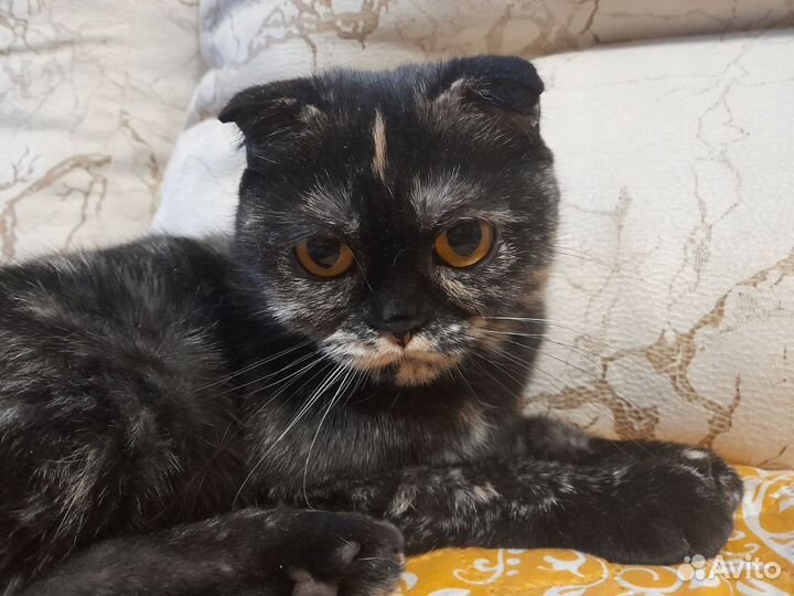 Британская кошка в дар