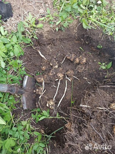 Топинамбур клубни