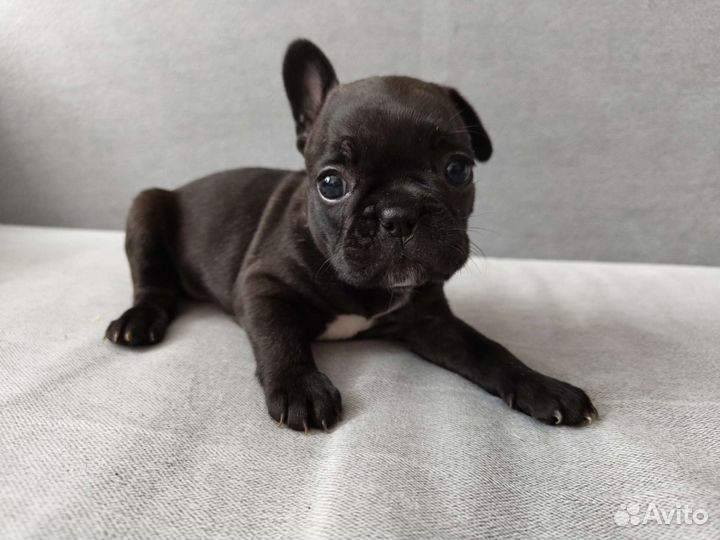 Французский бульдог