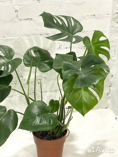 Монстера деликатесная 80 см