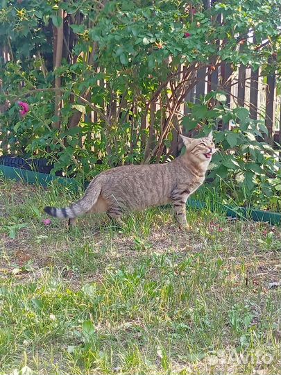 Кошка Savanna f5