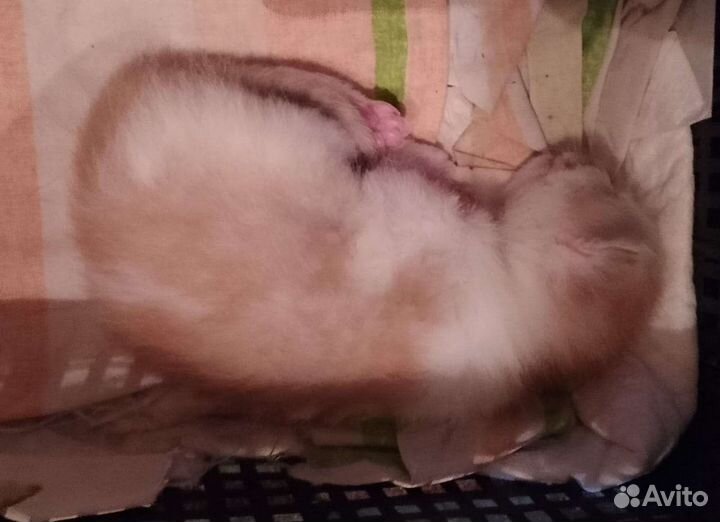 Котята