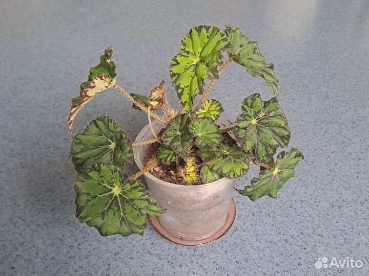 Бегония Бауэра(тигровая)