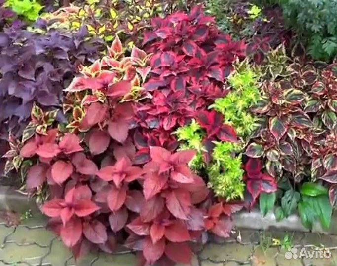 Колеусы вегетативные сортовые