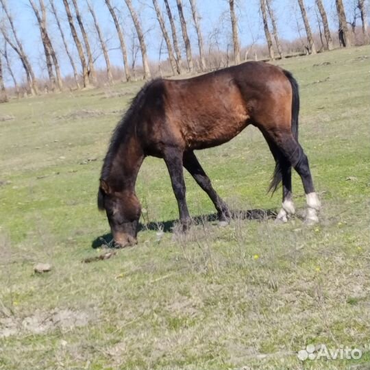Лошади жеребец