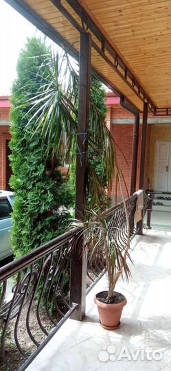 Пальма. (Панданус)