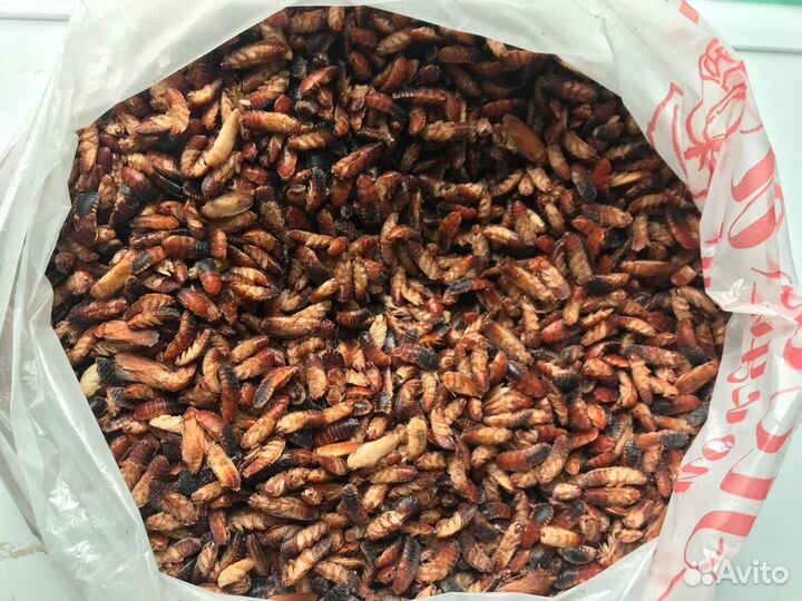 Таракан туркменский замороженный