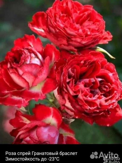 Роза спрей гранатовый браслет