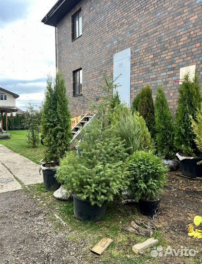 Можжевельник Блю Эрроу из питомника с доставкой