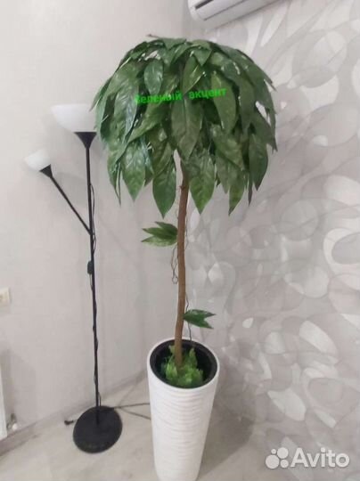 Манговое дерево