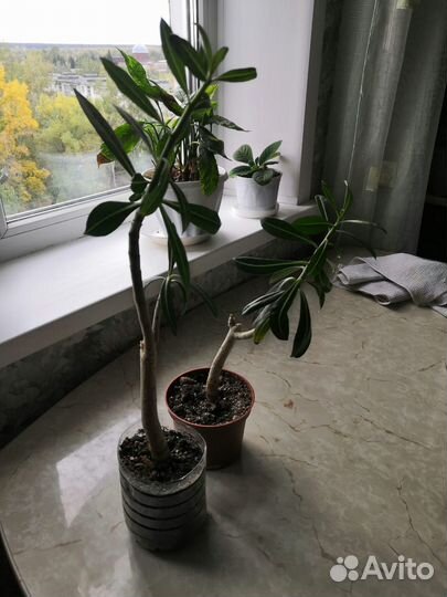 Продам цветы комнатные