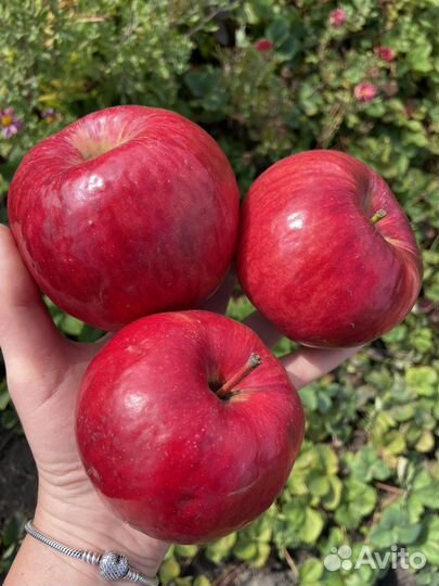 Яблоки жигулевское