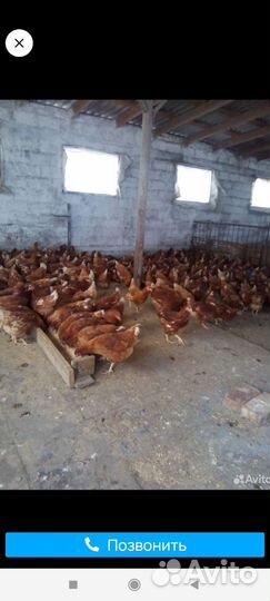 Куры молодки несушки