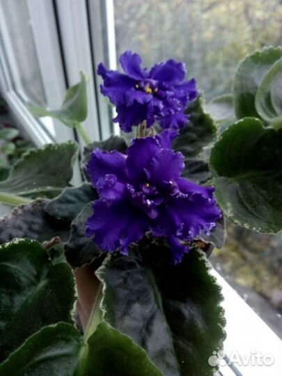 Укоренённые листья сортовых фиалок