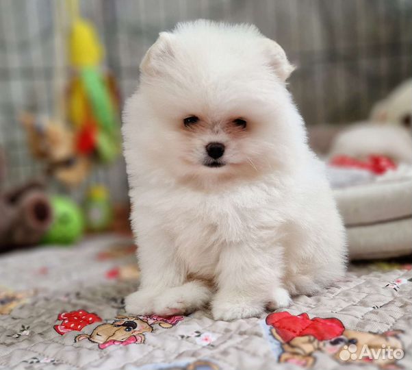 2 мальчика. есть видео