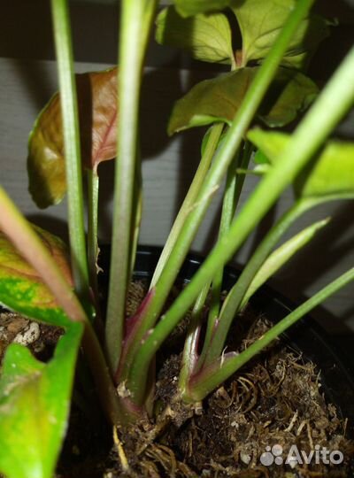 Сингониум брокант