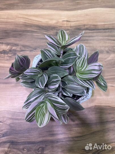 Традесканция в бетонном кашпо