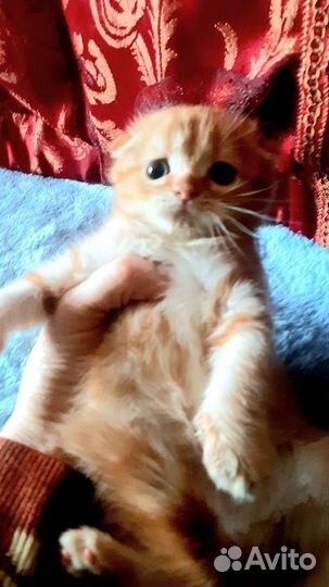 Шотландский котик