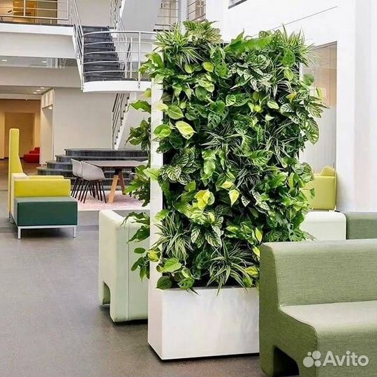 Растения для офиса / озеленение под ключ