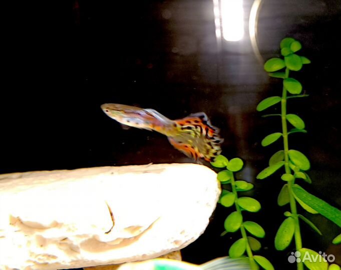 Продам мальков Гуппи