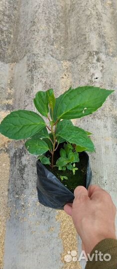 Овсянница, стефанандра, хеномелес, лимонник