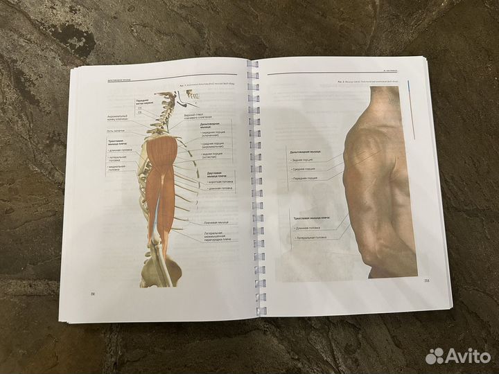 Мануальное мышечное тестирование