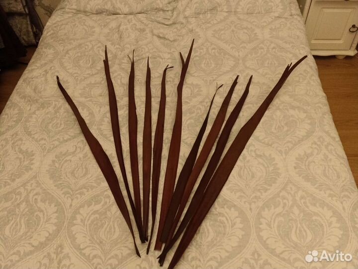 Растения для декора, интерьерной композиции